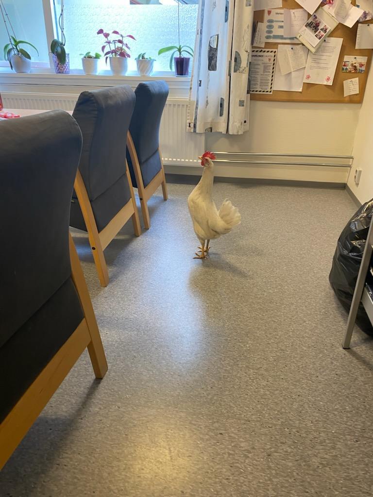 Høne inne på pauserom - Klikk for stort bilete